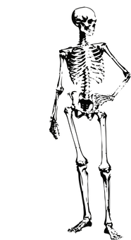 Dark Silhouetteof Human Skeleton