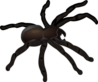 Dark Spider Illustration