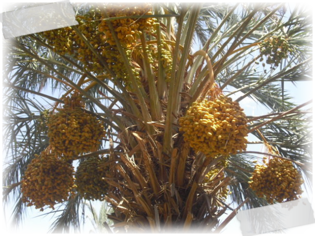 Date Palm Fruit Bunches