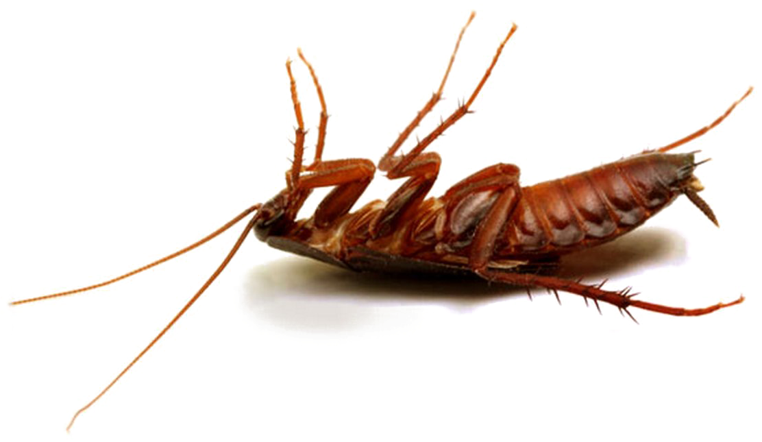 Dead Cockroachon Transparent Background