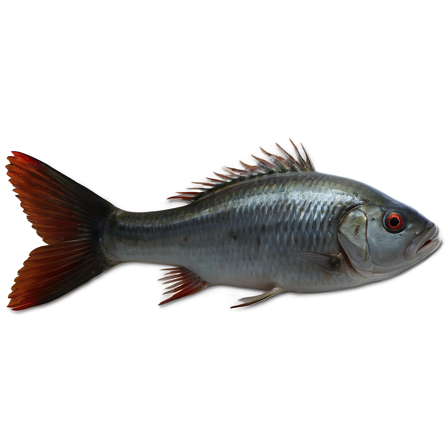 Dead Fish Environmental Issue Png 58