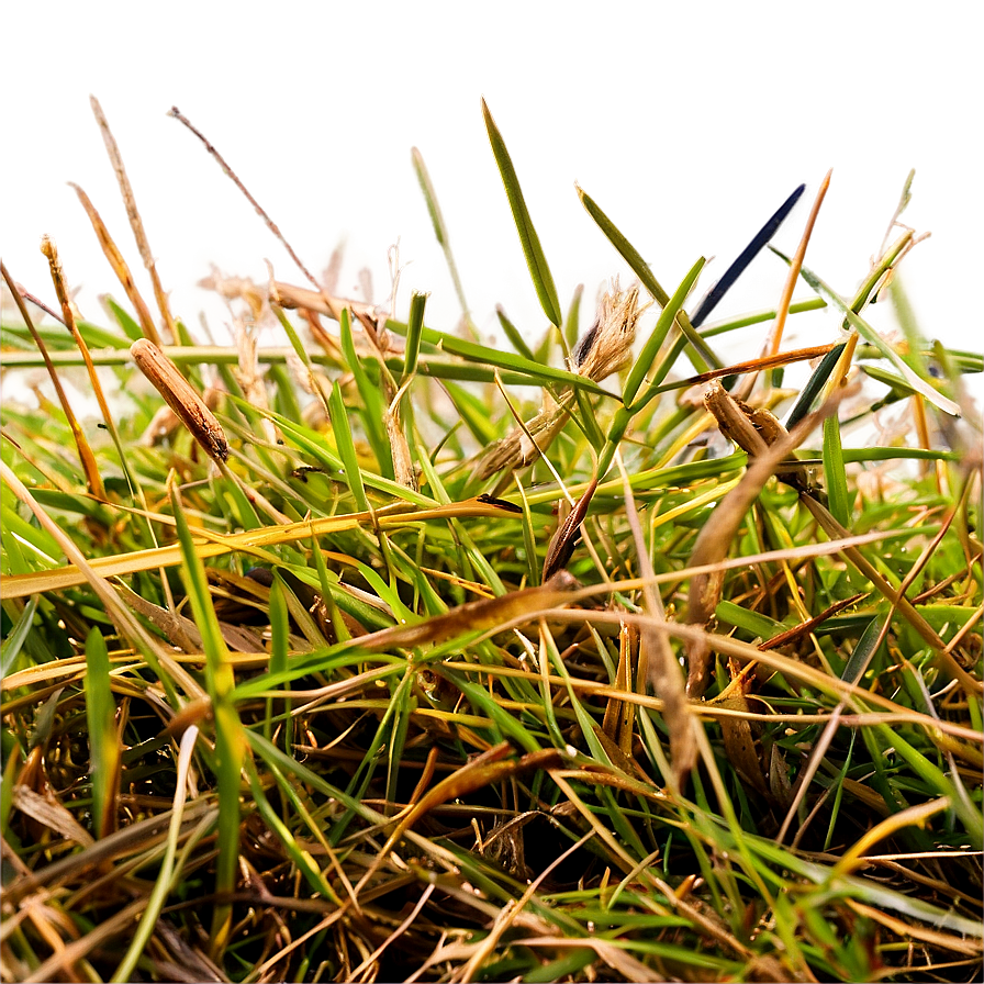 Dead Grass In Summer Png 06282024