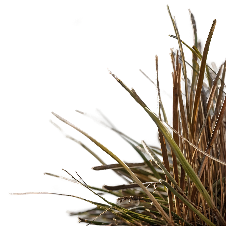 Dead Grass In The Morning Png 56