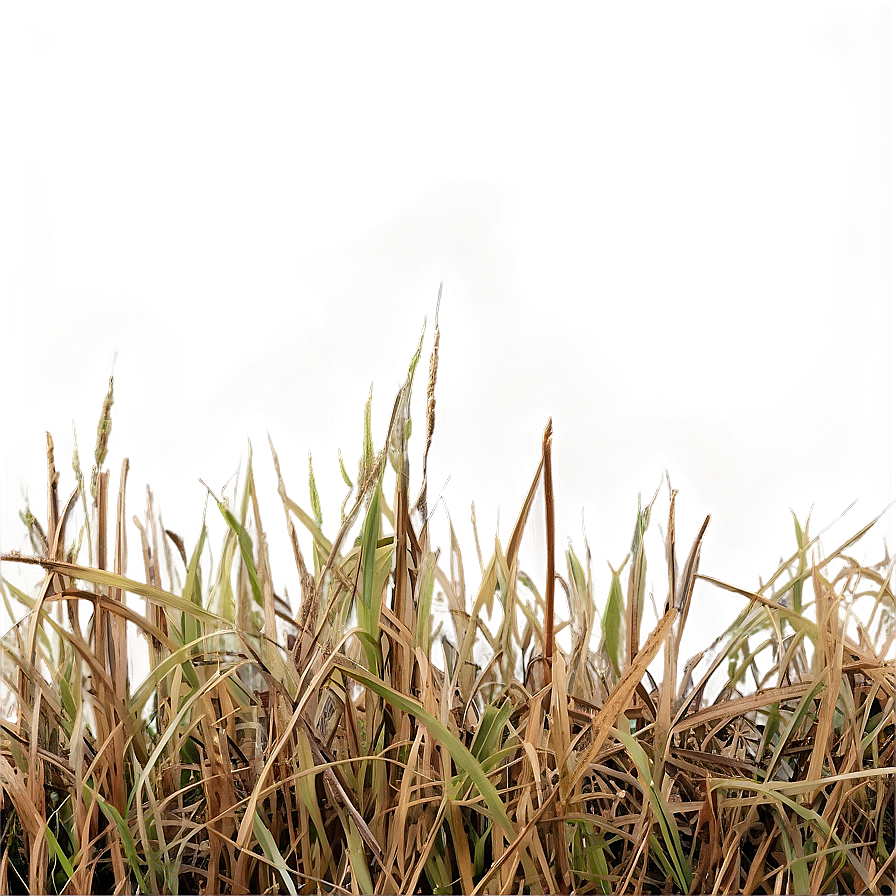 Dead Grass Texture Png 59