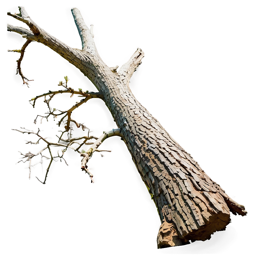 Dead Tree Isolated Png Dad65