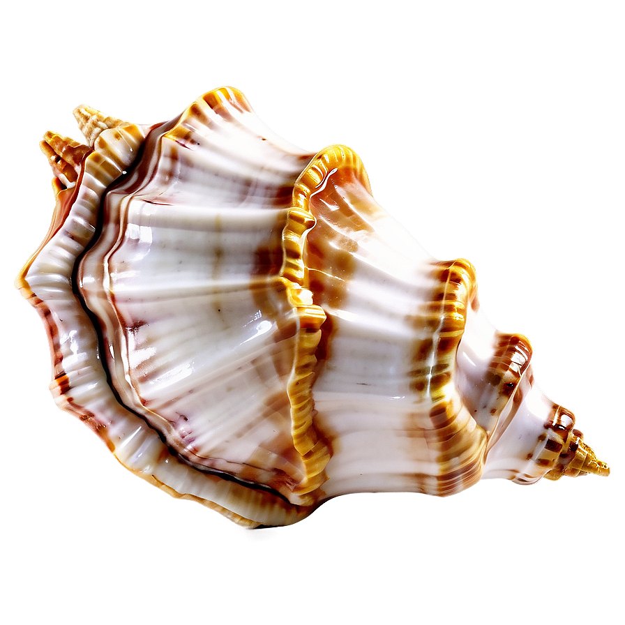 Decorative Conch Shell Png Mgd42