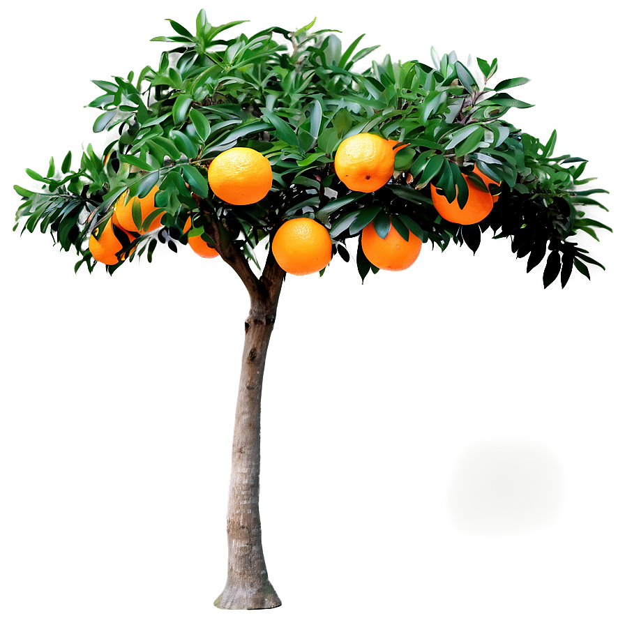 Decorative Orange Tree Png Spk8