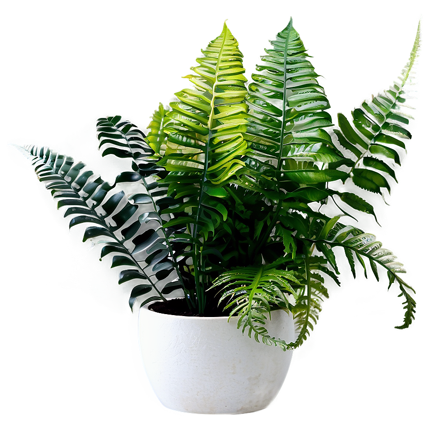 Decorative Potted Ferns Png 06122024