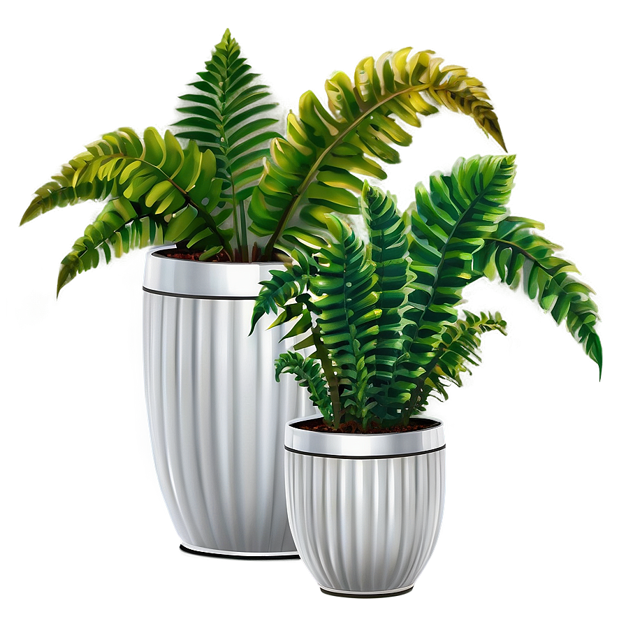 Decorative Potted Ferns Png 99