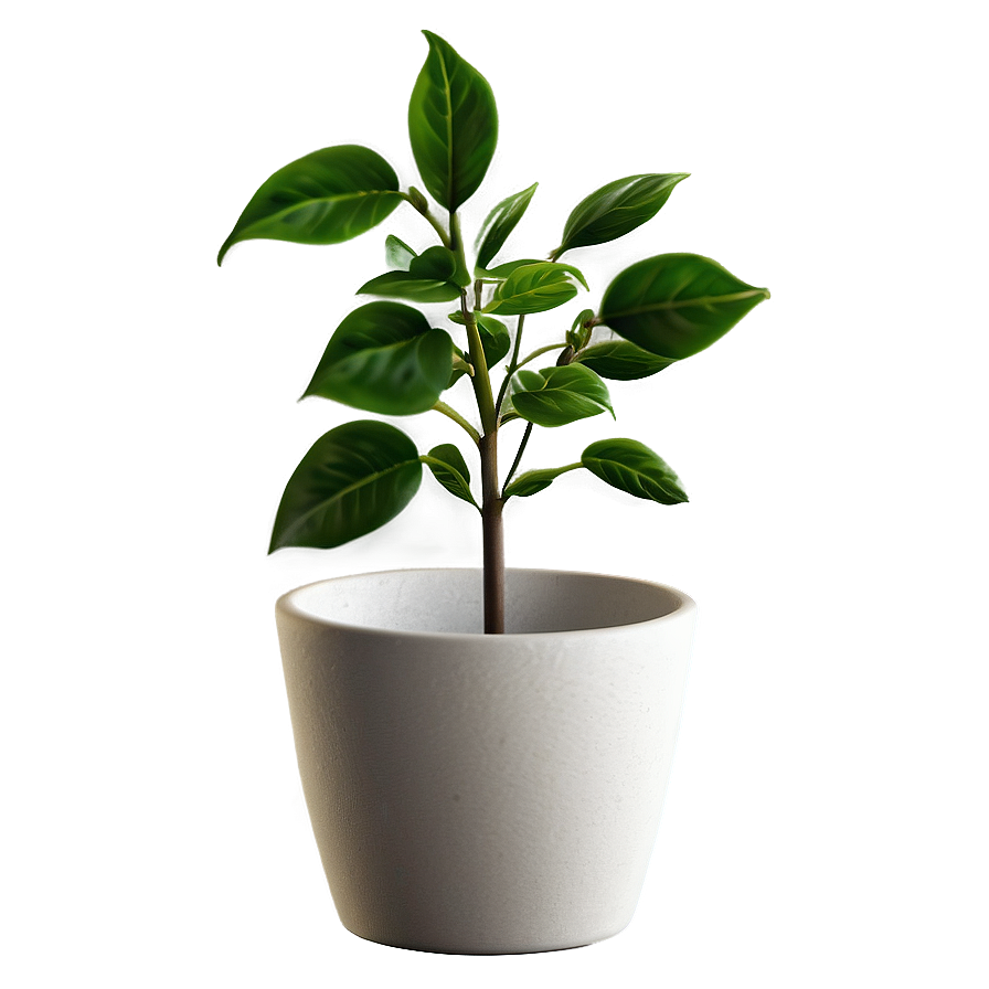 Decorative Small Plant Png 06132024