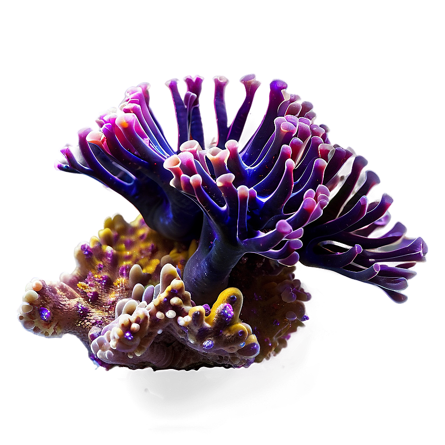 Deep Sea Coral Png 05242024