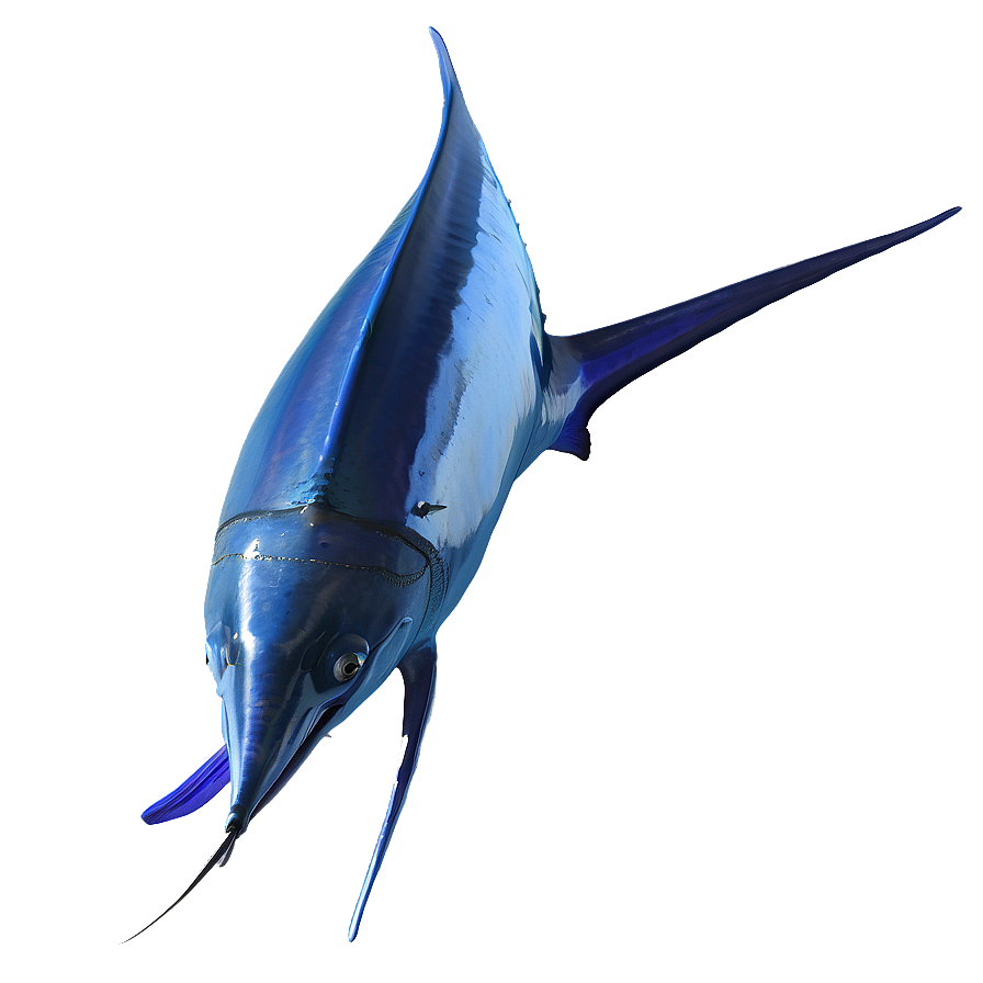 Deep Sea Marlin Png 06242024