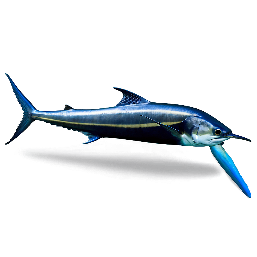 Deep Sea Marlin Png Pdg