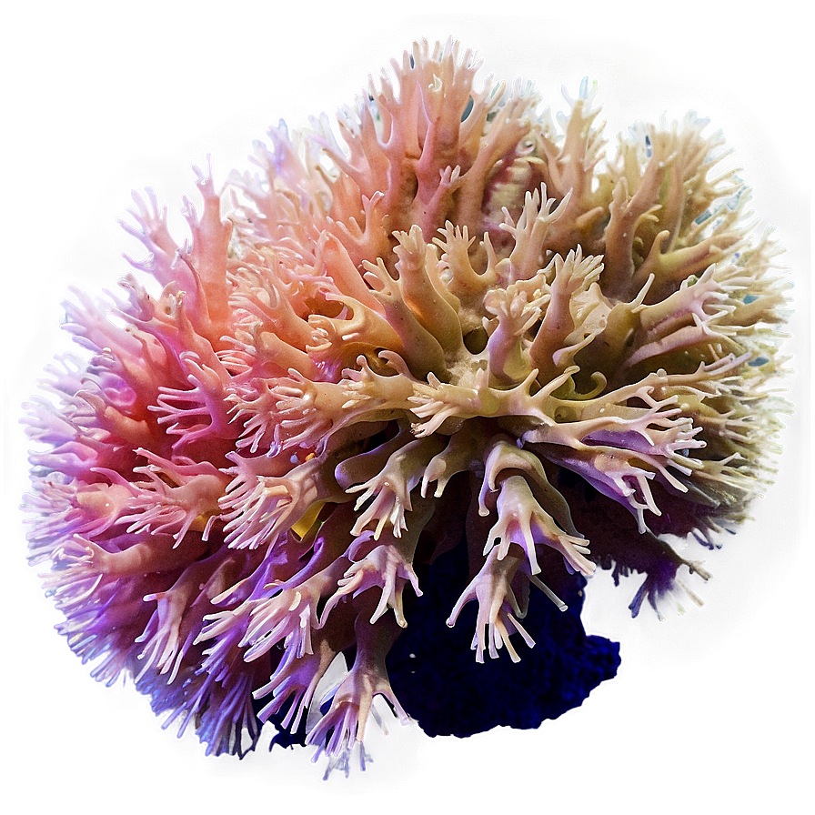 Deepwater Coral Mystery Png Fkq71