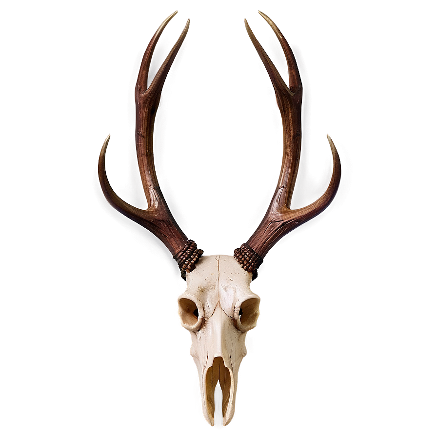 Deer Antler B