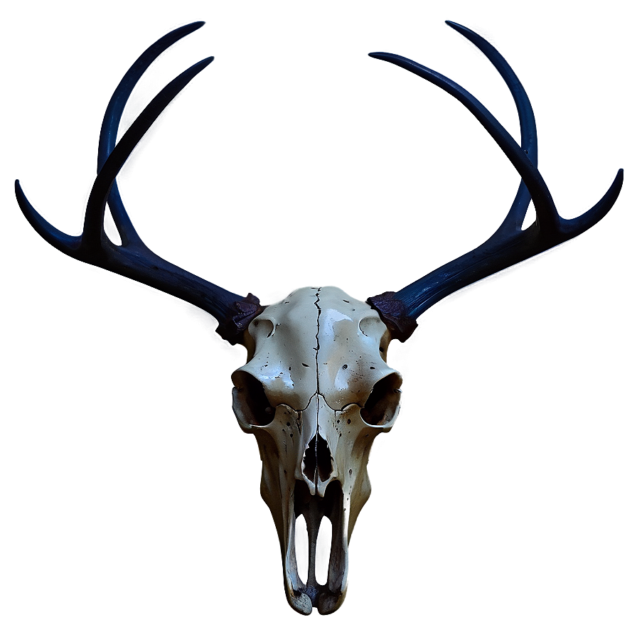 Deer Skull On Dark Background Png 84