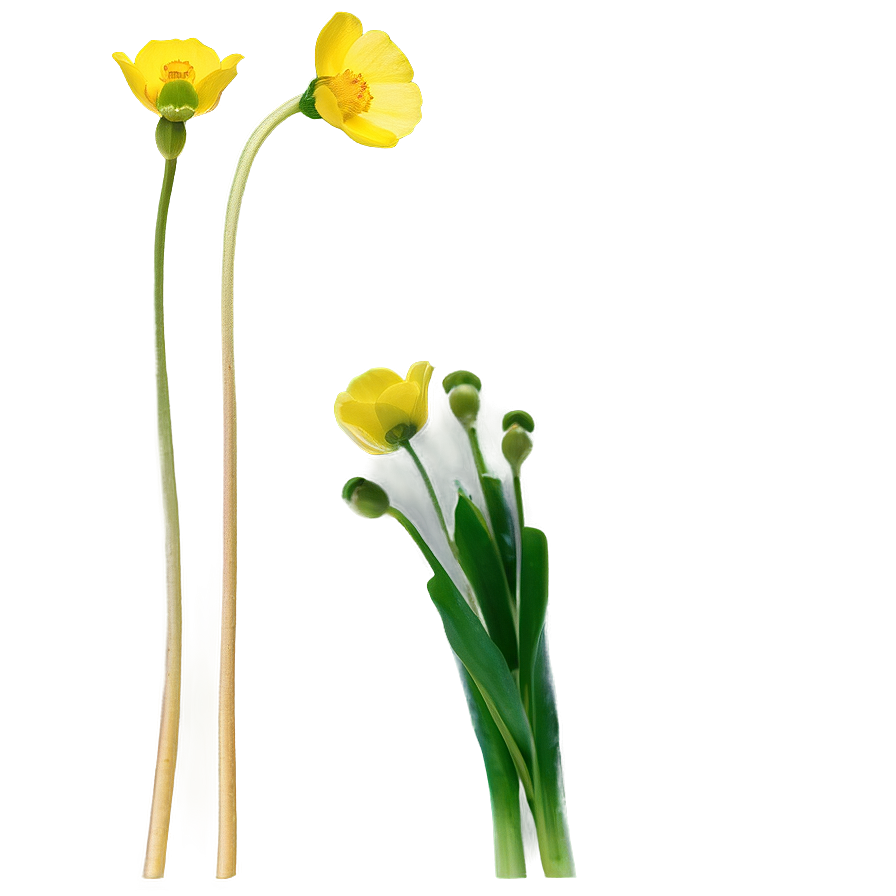 Delicate Buttercup Png Xkh