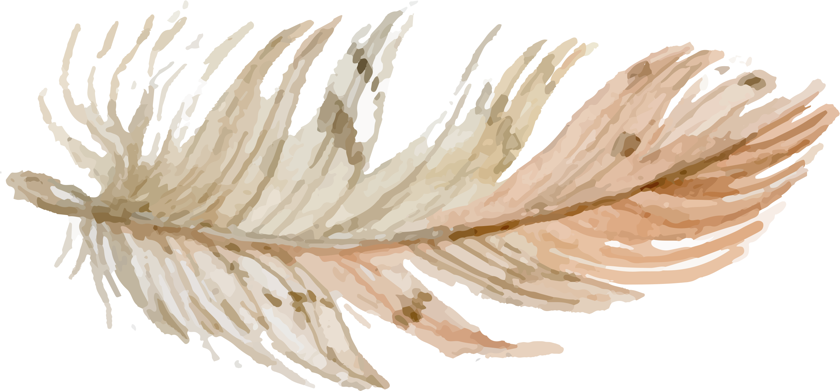 Delicate Feather Illustration.png