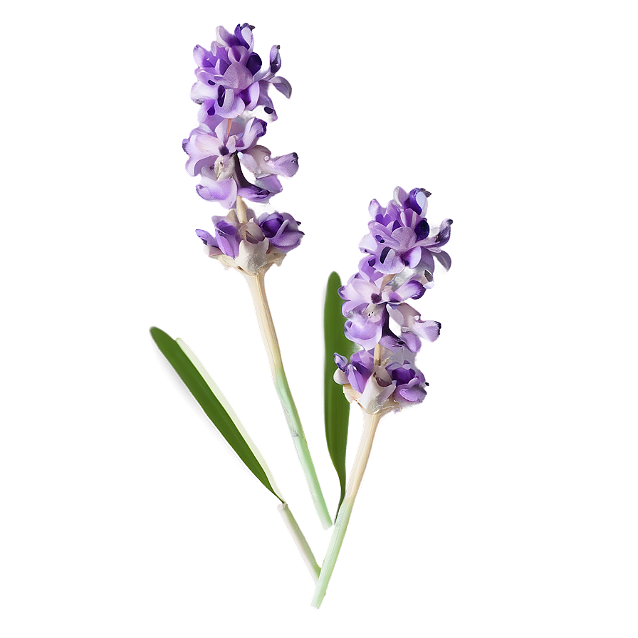 Delicate Lavender Petals Png 13