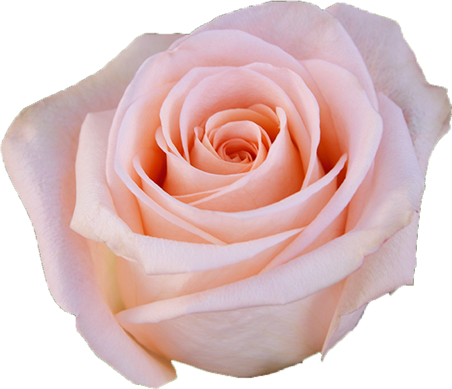 Delicate Pink Rose Isolated