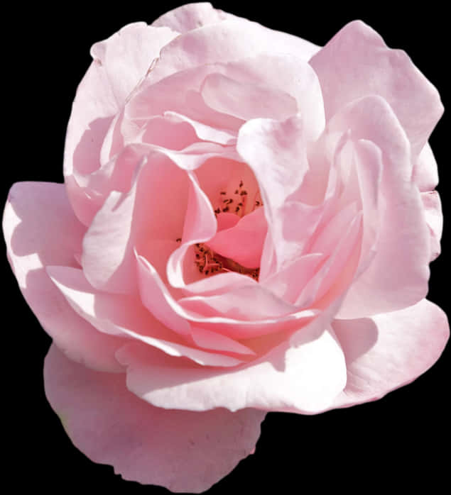 Delicate Pink Rose Isolatedon Black