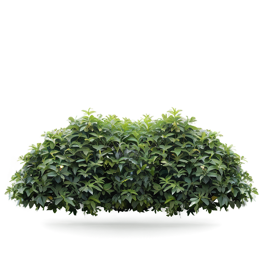 Dense Shrub Png Fvi