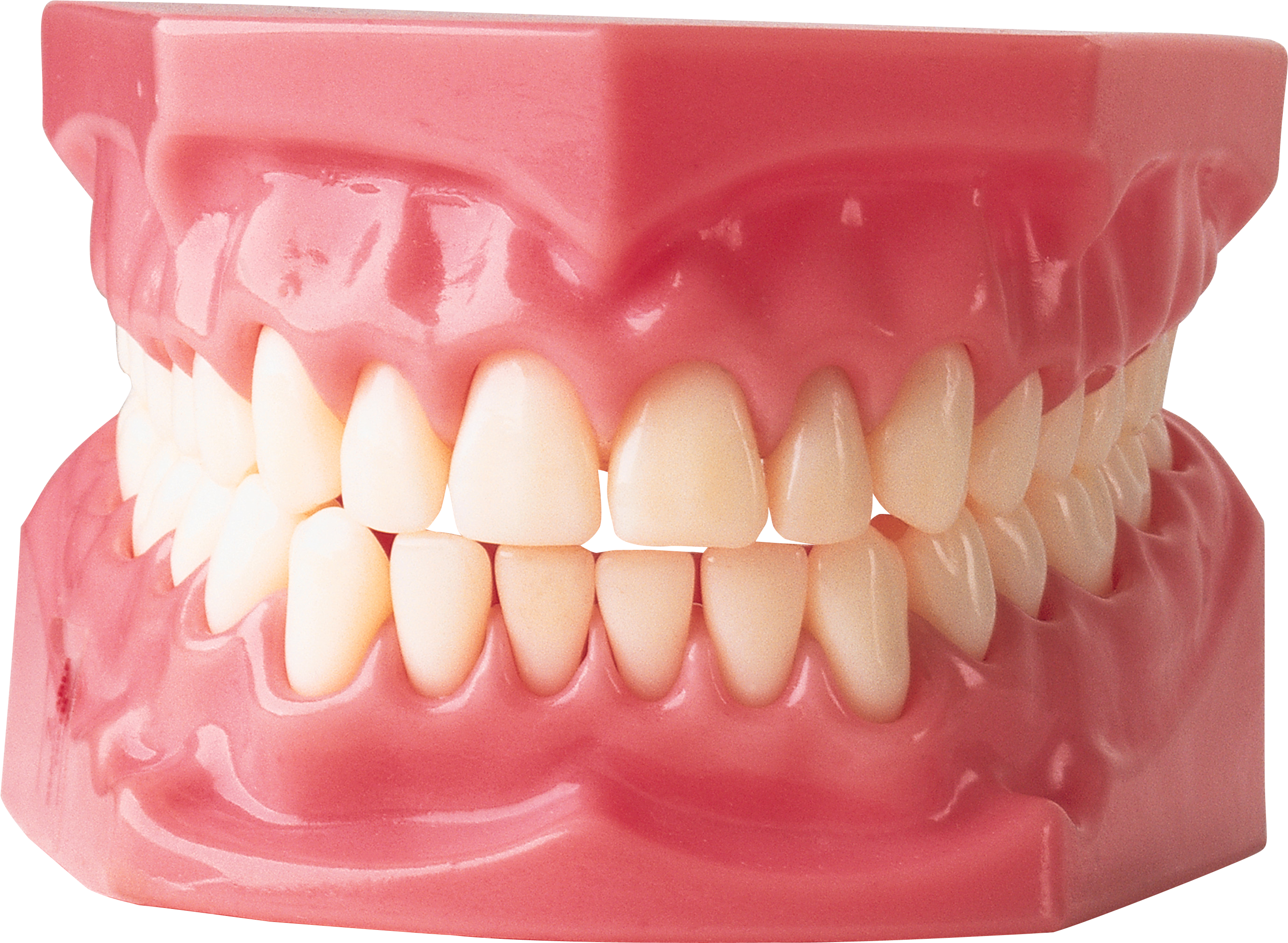 Dental_ Model_ Complete_ Set_of_ Teeth