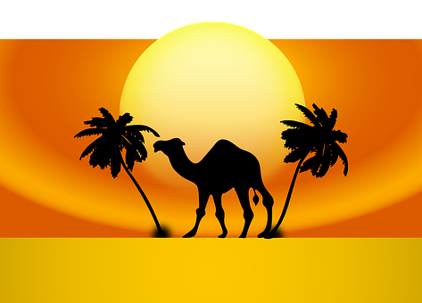 Desert Sunset Camel Silhouette