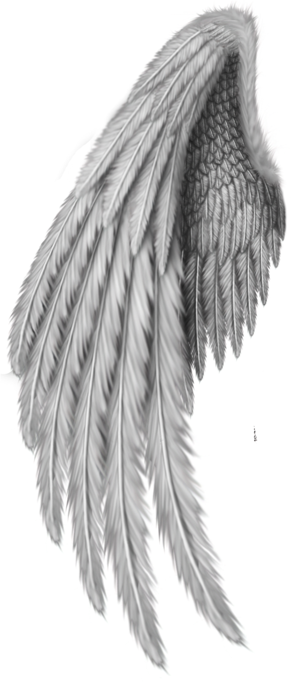 Detailed Angel Wing Drawing