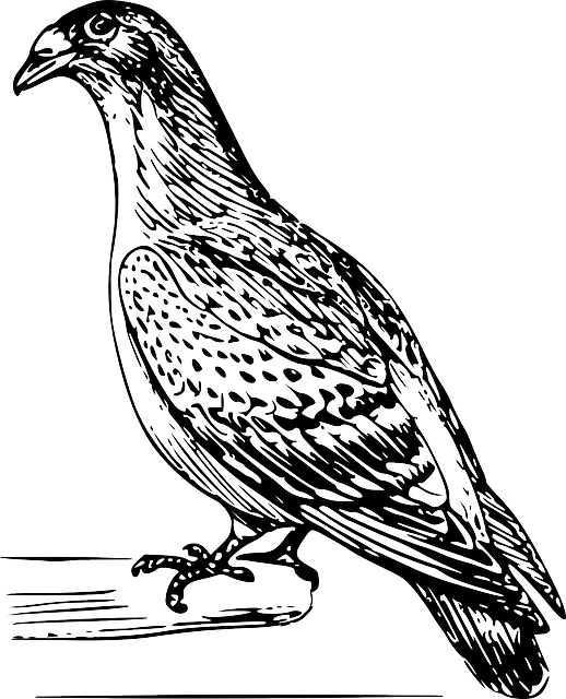 Detailed Bird Line Art Illustration