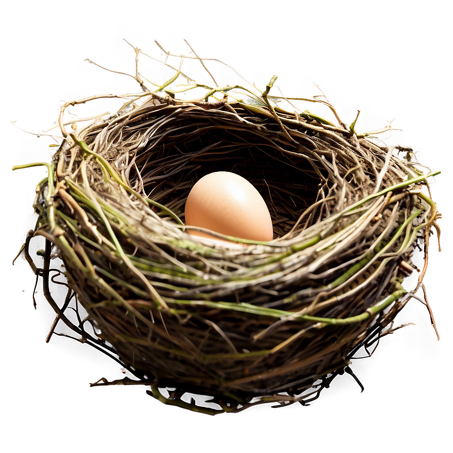 Detailed Bird Nest Png 06212024