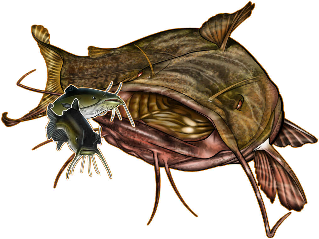 Detailed Catfish Illustration.png