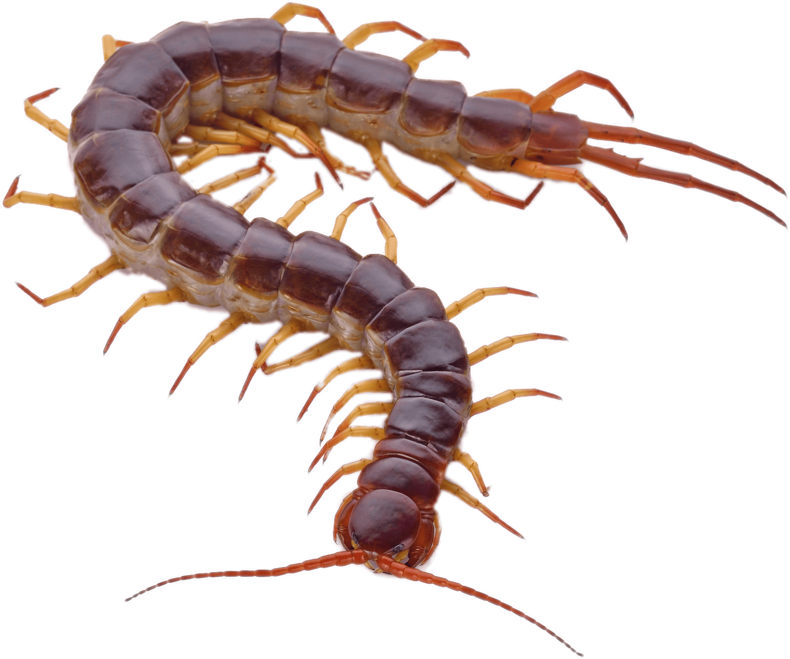 Detailed Centipede Illustration