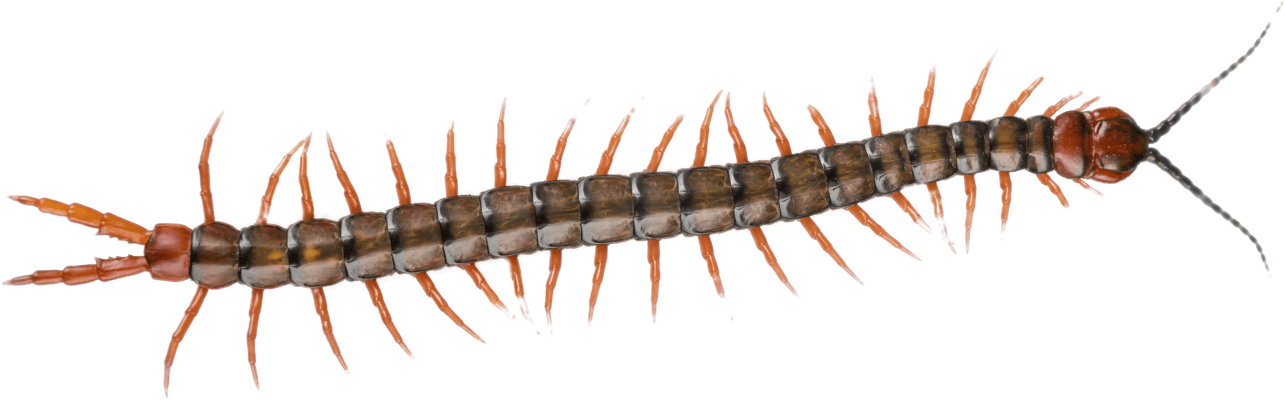 Detailed Centipede Illustration