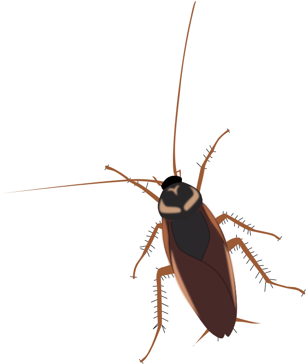 Detailed Cockroach Illustration