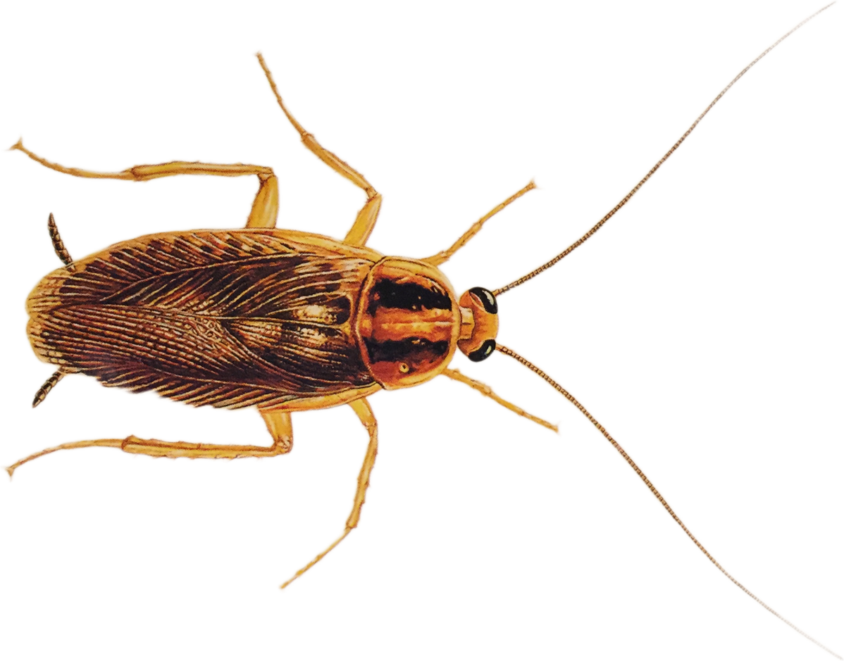 Detailed Cockroach Illustration