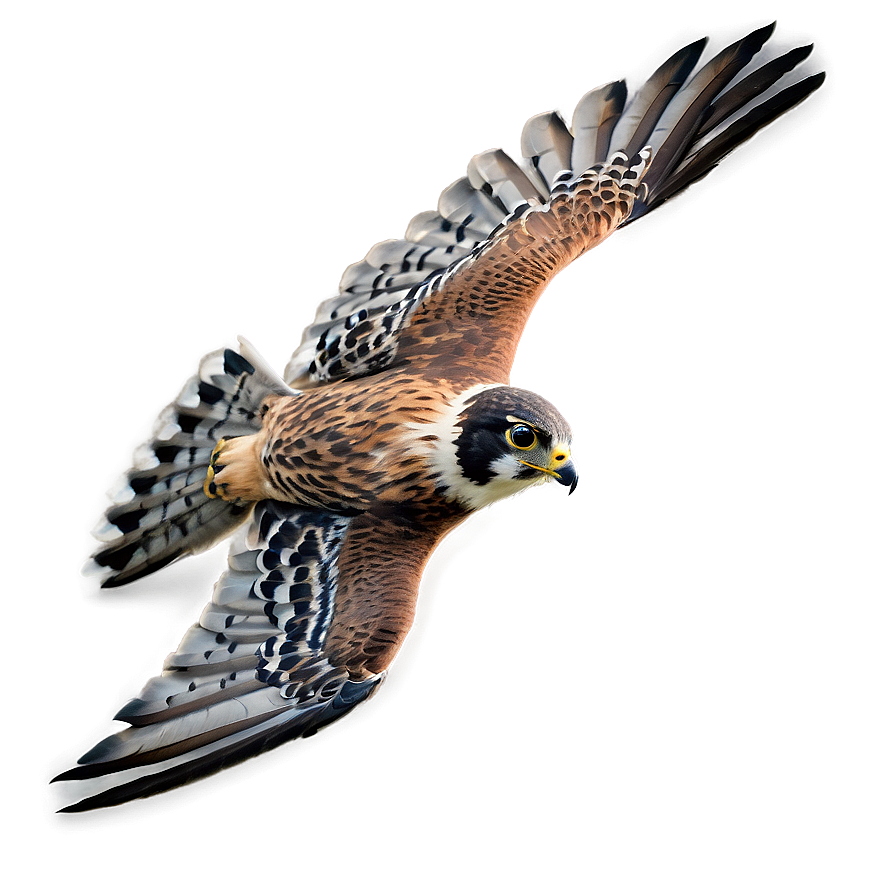 Detailed Falcon In Flight Png 06122024