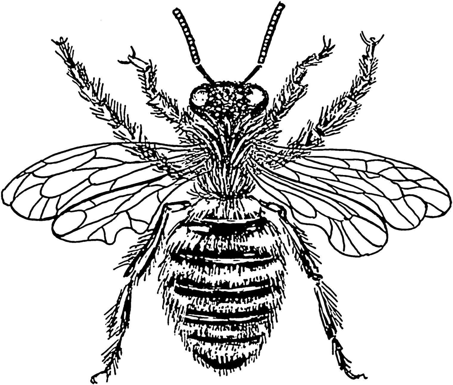 Detailed Honey Bee Illustration