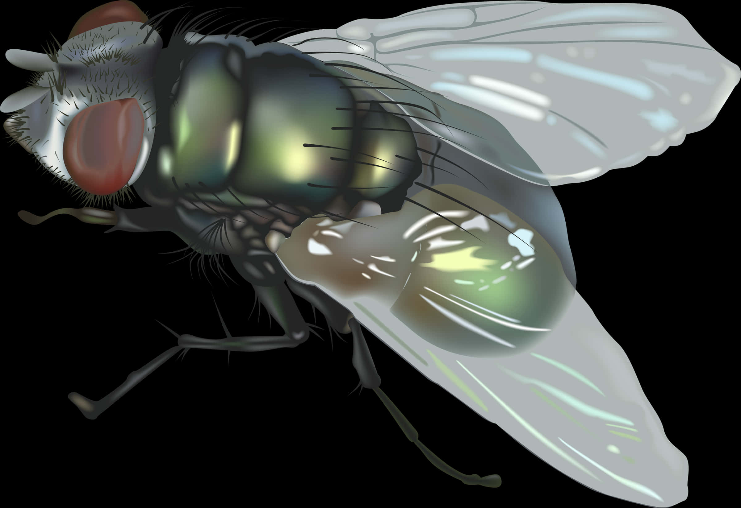 Detailed Housefly Illustration