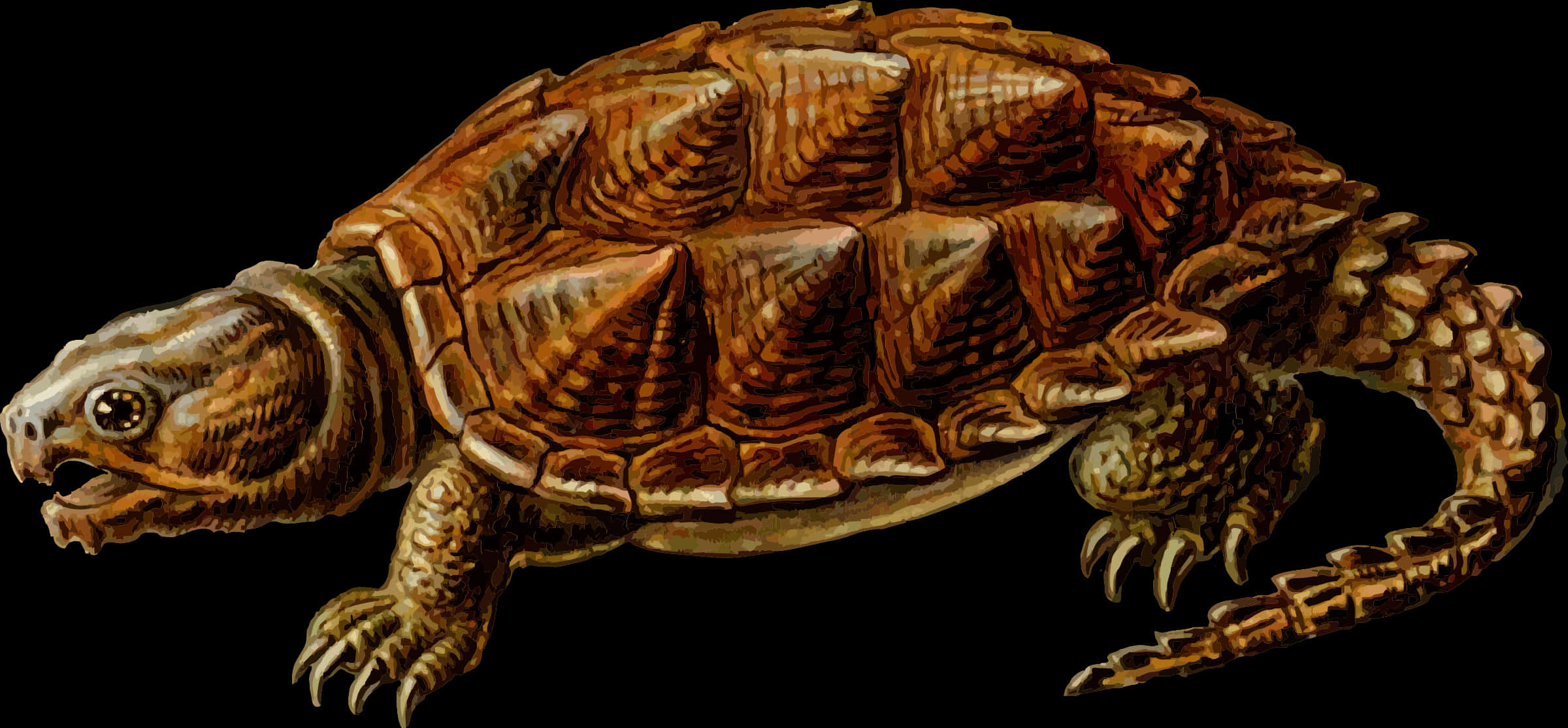 Detailed Illustrationof Turtle