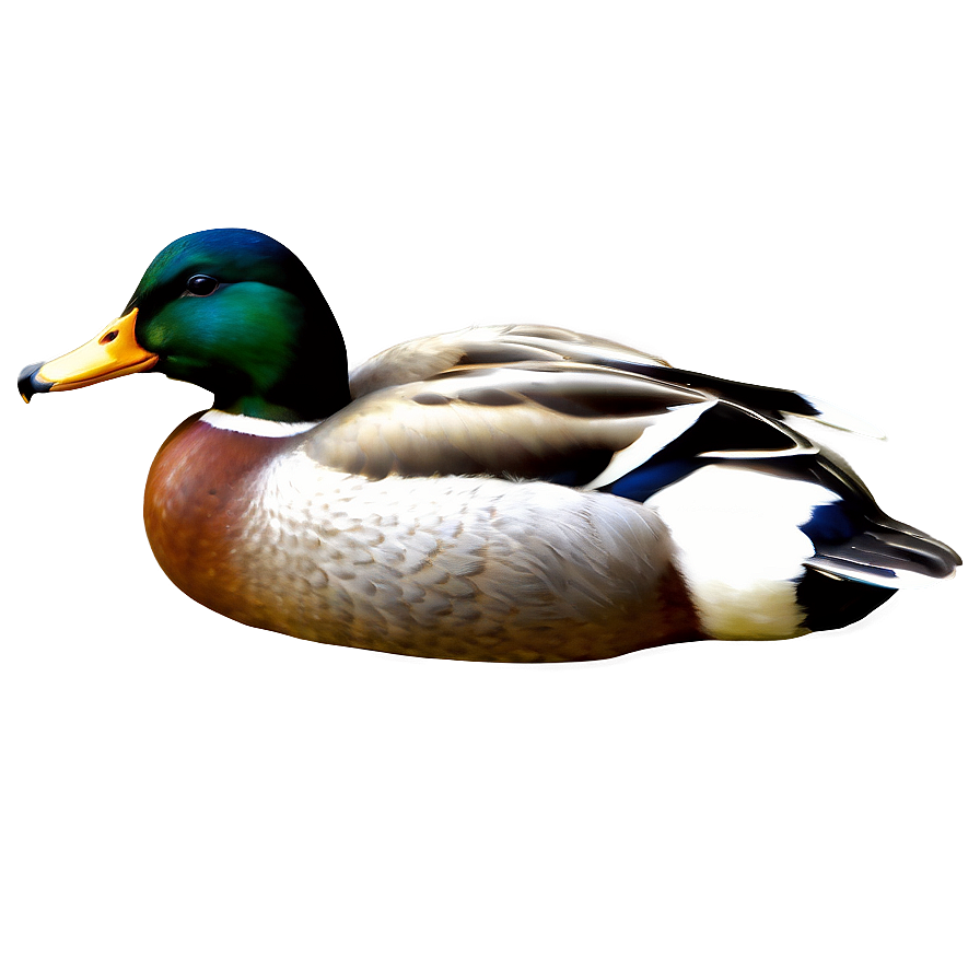 Detailed Mallard Duck Png Otw