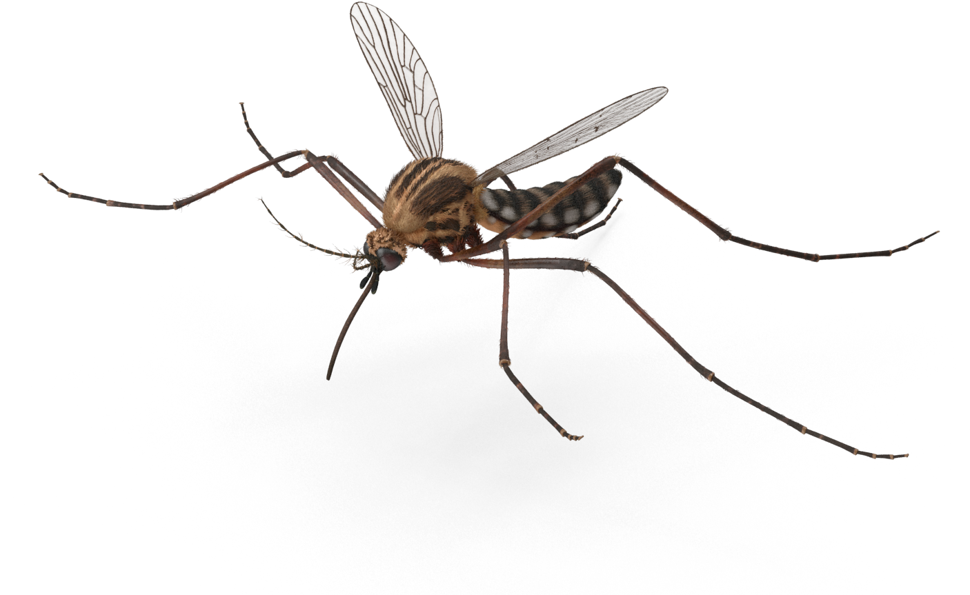 Detailed Mosquito Illustration.png