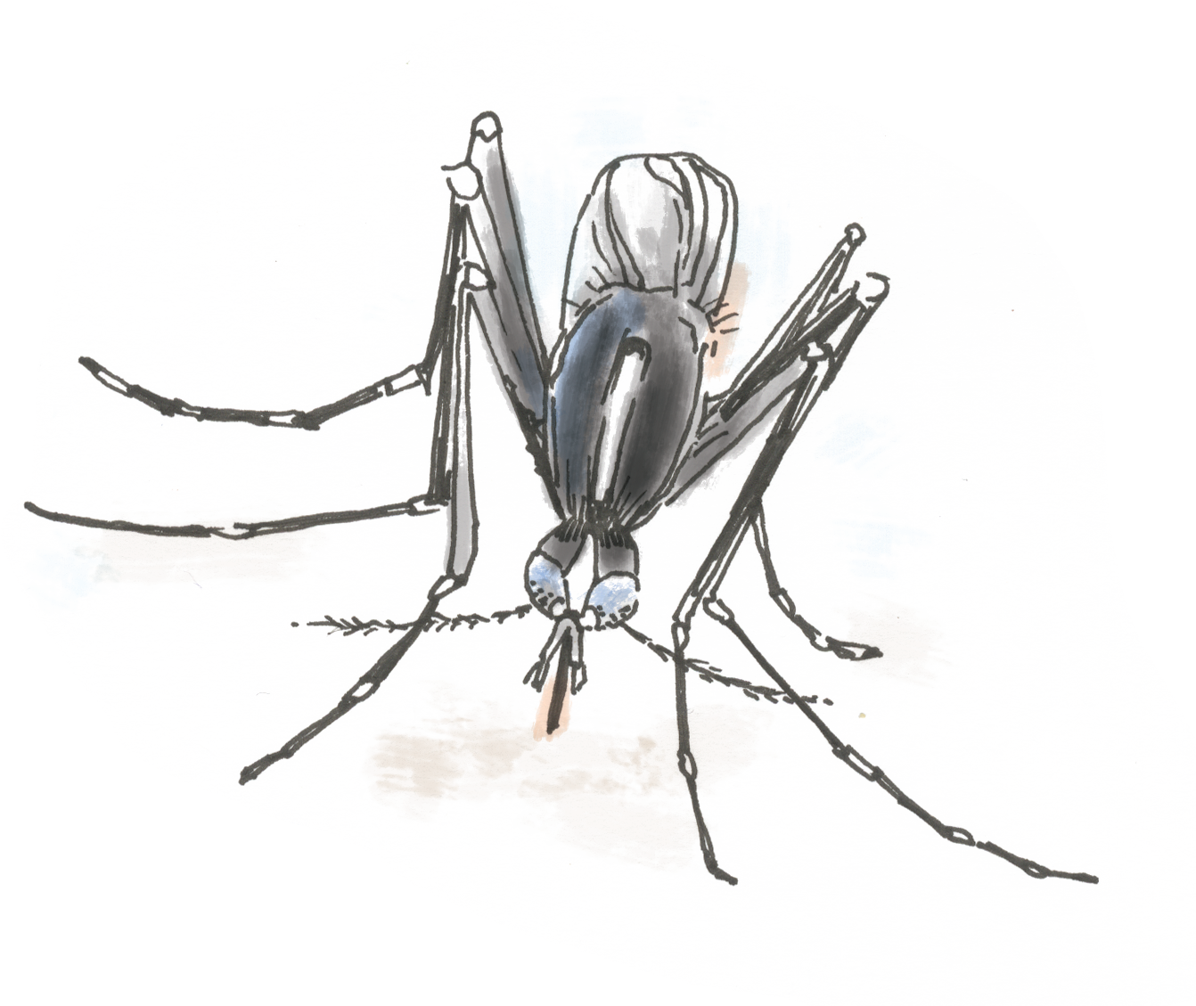 Detailed Mosquito Sketch.png