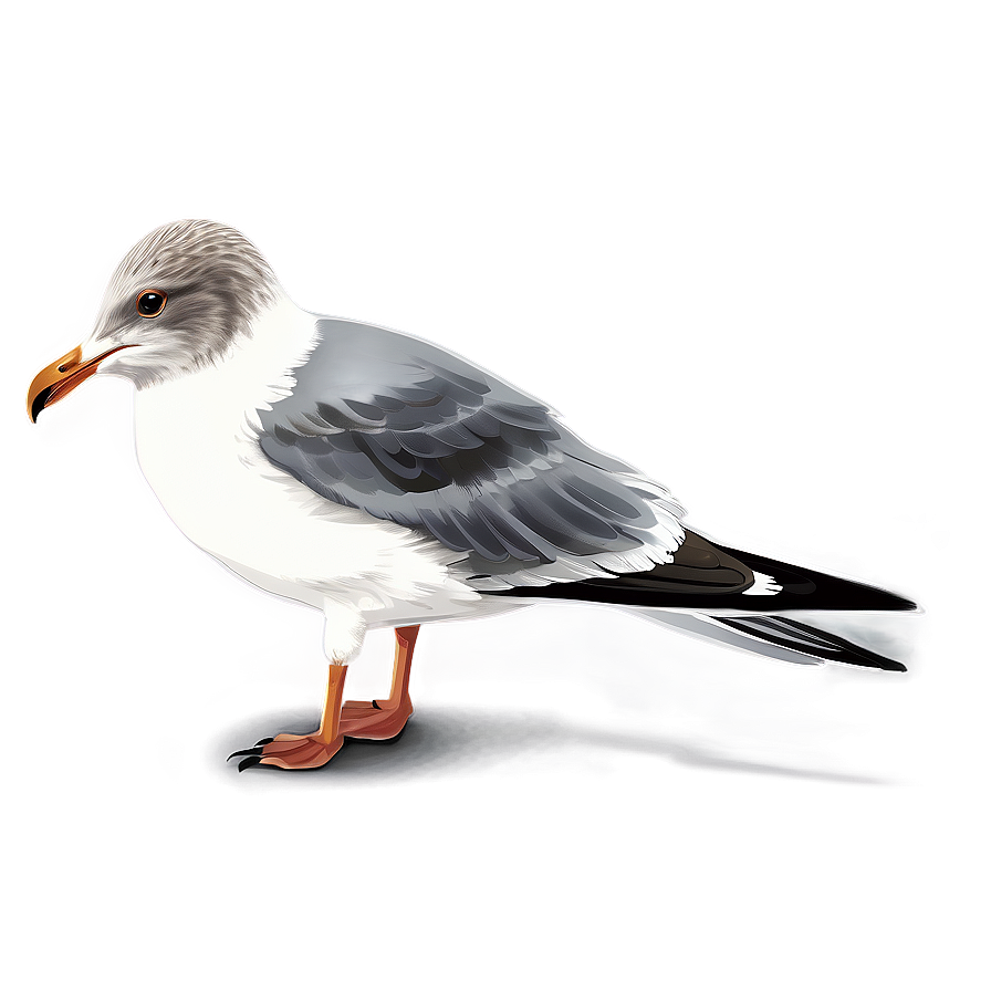 Detailed Seagull Illustration Png 05242024