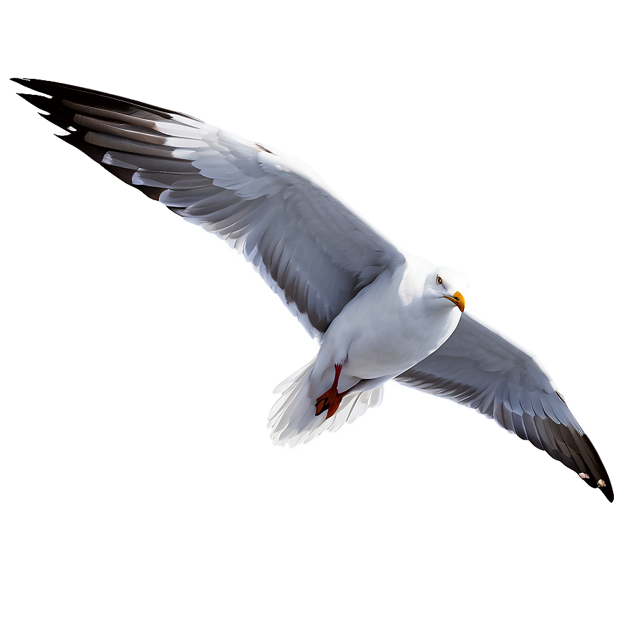 Detailed Seagull Illustration Png Hko