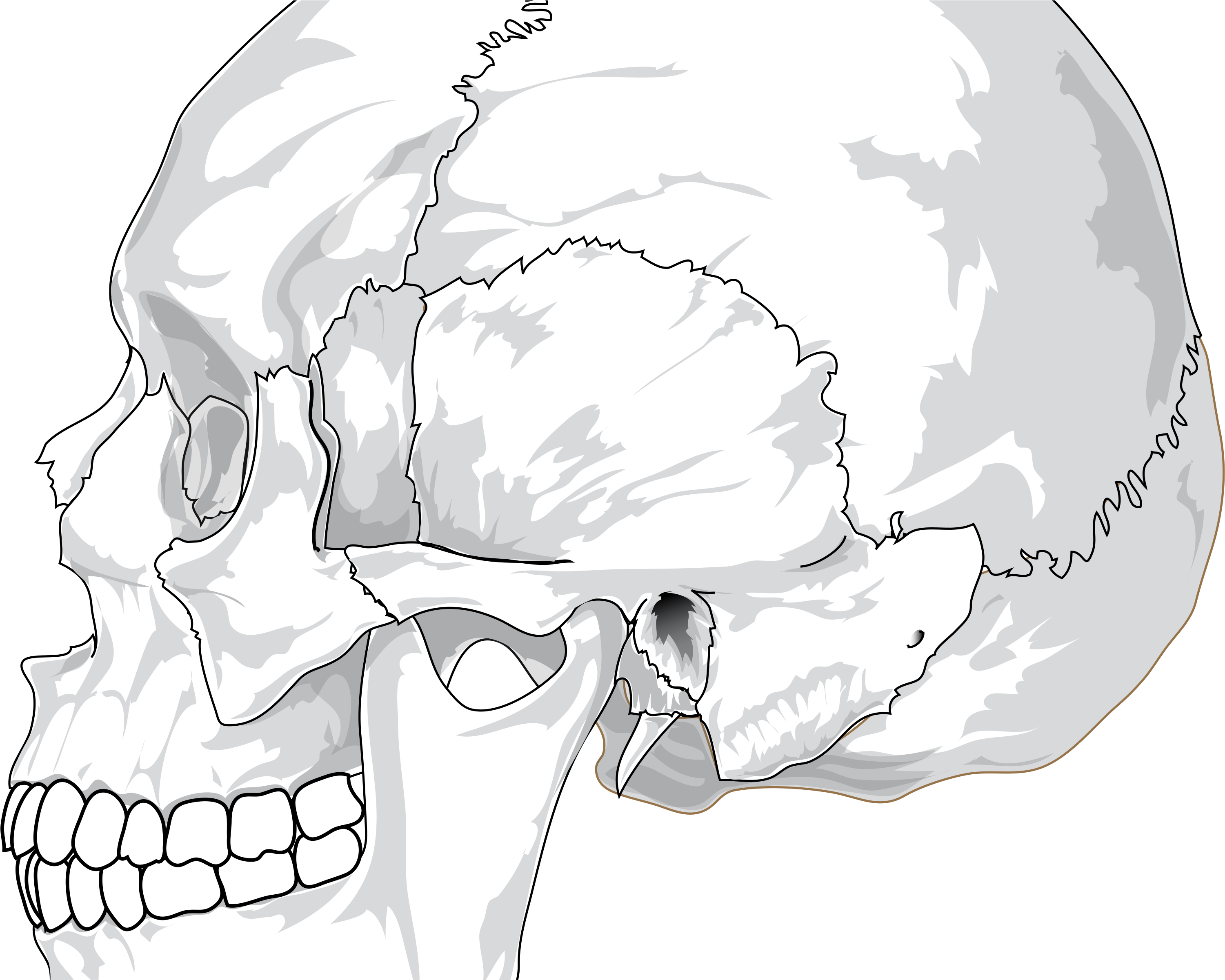 Detailed Skull Illustration.png