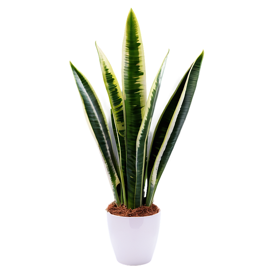 Detailed Snake Plant Png 06122024