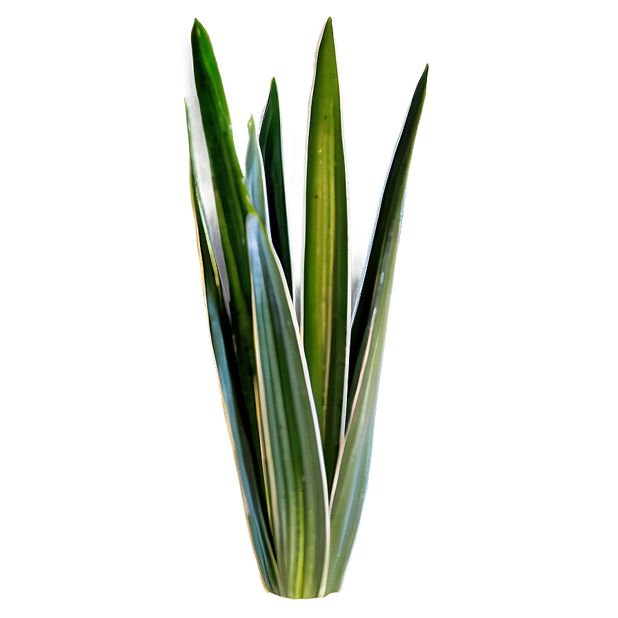 Detailed Snake Plant Png Ked14