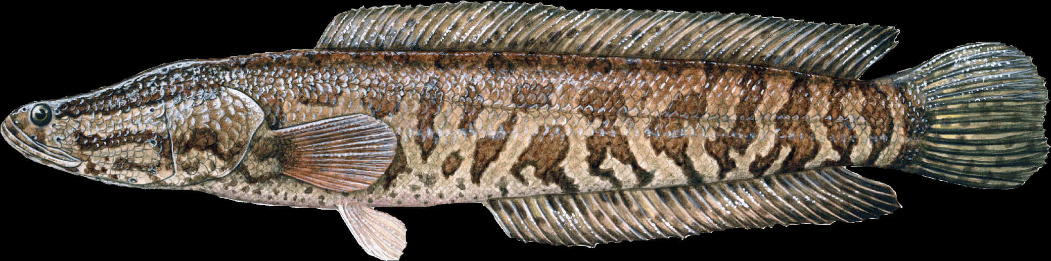 Detailed Snakehead Fish Illustration