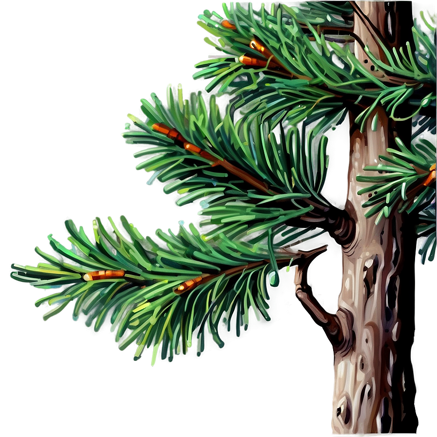 Detailed Spruce Tree Drawing Png 62